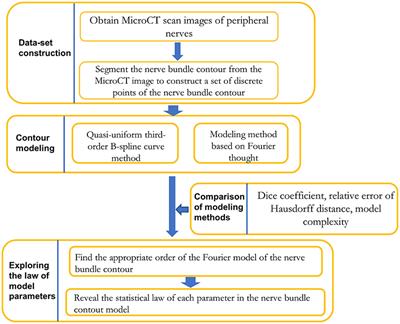 Research on the Contour Modeling Method of Peripheral Nerve Internal Fascicular Groups During the Non-Splitting/Merging Phase and Distribution Rules of Model Parameters